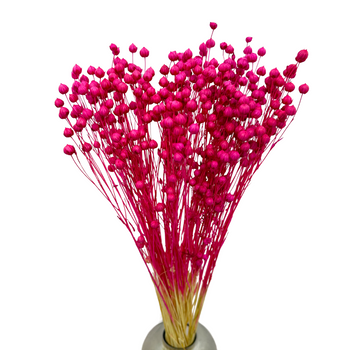 Flax fuchsia 90g - dried flowers