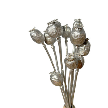 Dried silver poppies - dried flowers 10-12 pcs.