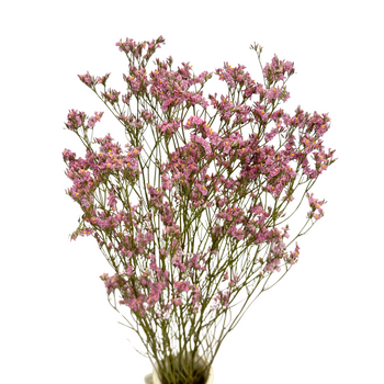 Pink limonium - dried flowers