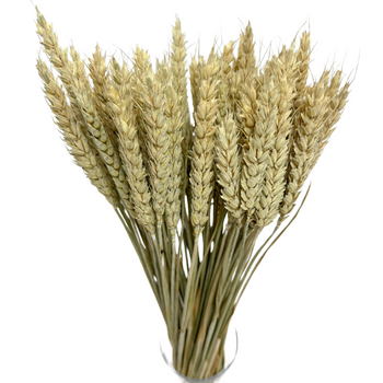 Dried natural wheat - dry cereals 60 pcs.