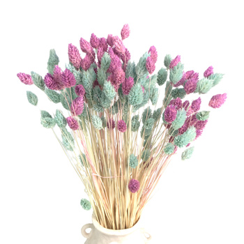 Set of dried grasses phalaris light violet & phalaris mint - bouquet