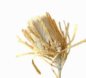 Banksia Hookerana bleached - dried flowers