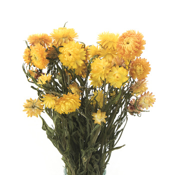 Dried yellow blanket (Helichrysum) 90g