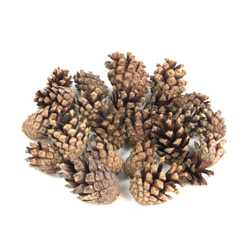 Dried pine cones 5pcs. - holiday decorations