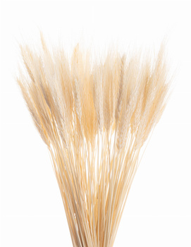 Dried bleached triticale - dry cereals - 60 pcs.