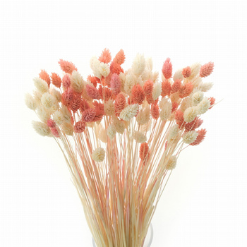 Set of dried grasses phalaris bleached & phalaris peach - bouquet