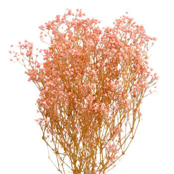 Stabilized ligh pink gypsophila - bouquet