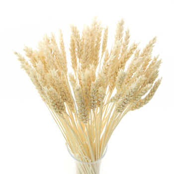 Dried bleached wheat - dry cereals - 60 pcs.