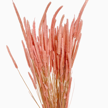 Phleum (Timothy) light pink 100g - dried grasses