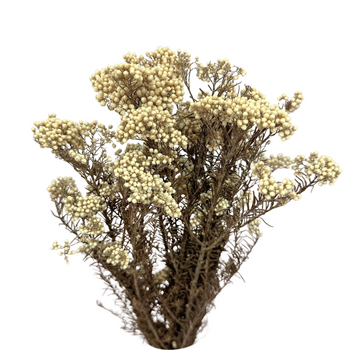 Rice flower (Ozothamnus) white - bouquet