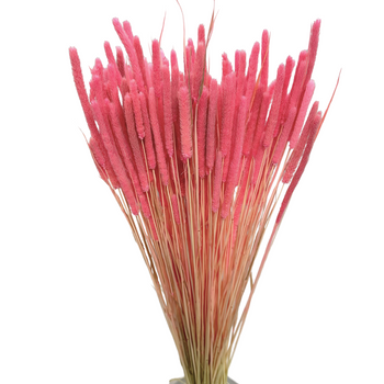 Phleum (Timothy) pink 100g - dried grasses