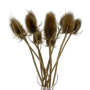 Dried brown thistle 10 pcs.