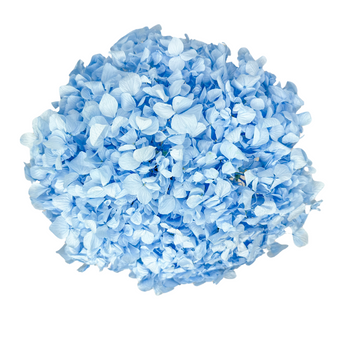 Stabilized hydrangea light blue