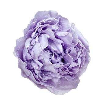 Preserved peony light violet 4 pcs.