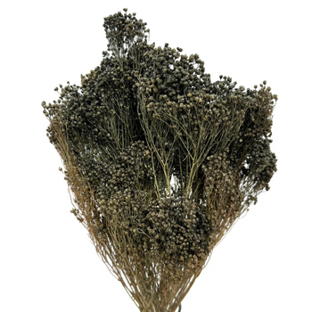 Broom Bloom gray 100g - broom - dried flowers