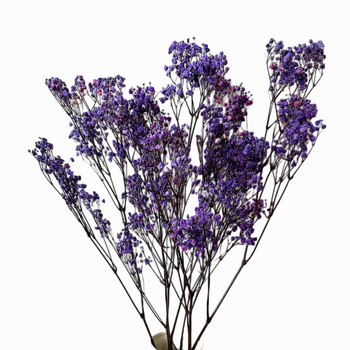 Stabilized purple gypsophila - bouquet