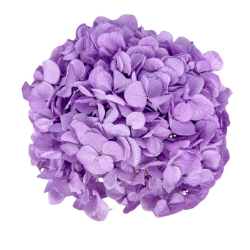 Stabilized  hydrangea light violet