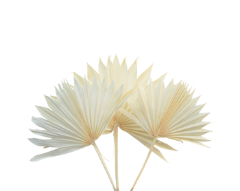 Dried bleached palm leaf - palm sun