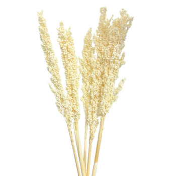 Dried green sorghum 5 pcs. - dried grasses