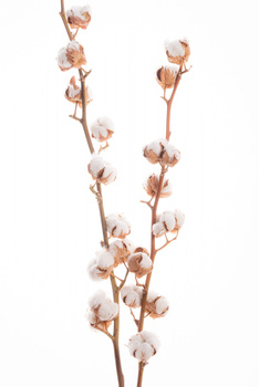 Cotton twig 10 buds