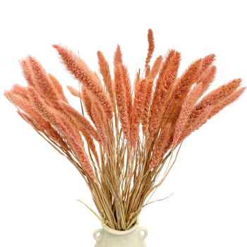 Dried light pink setaria - dried grasses