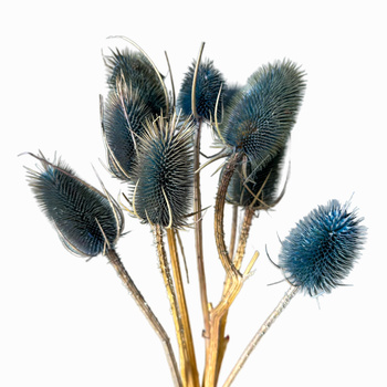 Dried blue thistle 10 pcs.