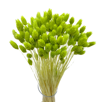 Dried phalaris light green - canary grass - 80 pcs.