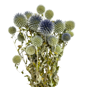 Dried echinops blue