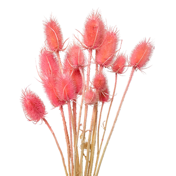 Dried thistle light pink 10 pcs.