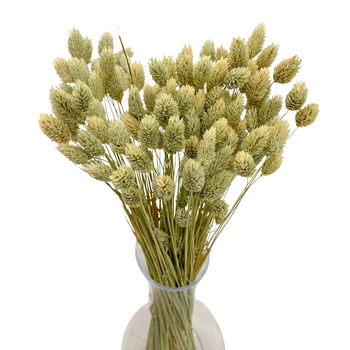 Dried phalaris natural- canary grass- 80 pcs.