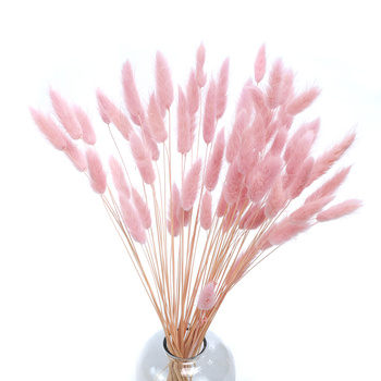 Lagurus dried light pink 50g, approx. 70 pcs.