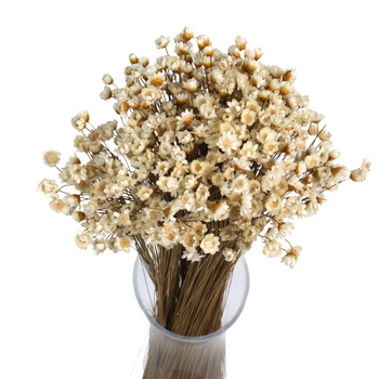 Dried natural glyxia, glixia - dried flowers 50g