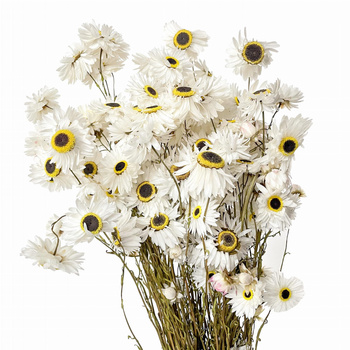 Acroclinium white (drylin) - dried flowers