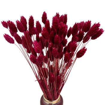 Phalaris dried maroon - canary grass - 80 pcs.