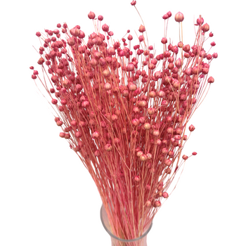 Pink flax 80g - dried flowers