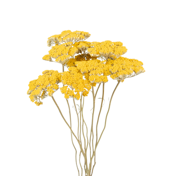 Dried yellow yarrow (Achillea)