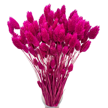 Phalaris dried fuchsia - canary grass - 80 pcs.