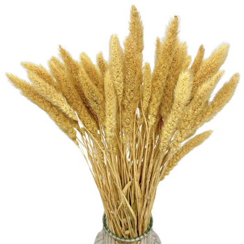 Dried bleached setaria - dried grasses