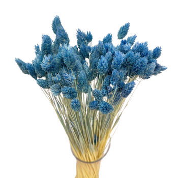 Phalaris dried blue ivy - canary grass - 80 pcs.