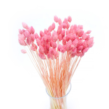 Dried phalaris pink- canary grass- 80 pcs.