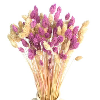 Set of dried grasses phalaris light violet & phalaris bleached - bouquet