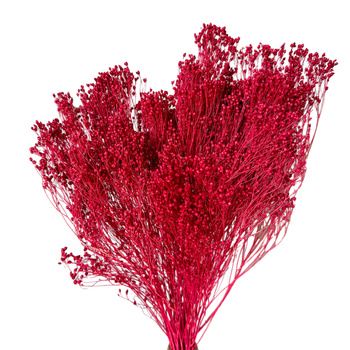 Broom Bloom red 100g - broom - dried flowers