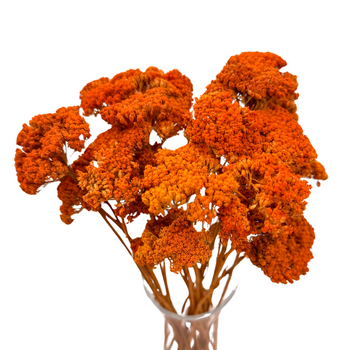 Dried orange yarrow (Achillea)