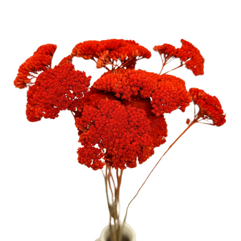 Dried orange yarrow (Achillea)