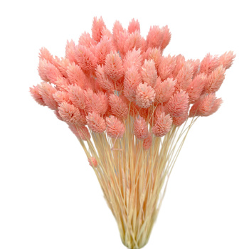 Phalaris dried light pink - canary grass - 80 pcs.