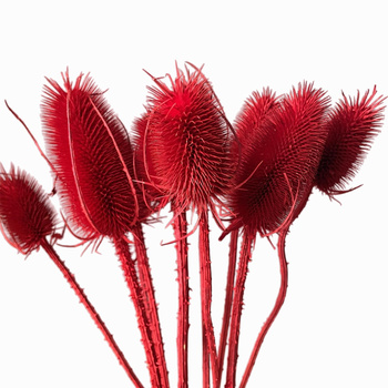 Dried red thistle 10 pcs.