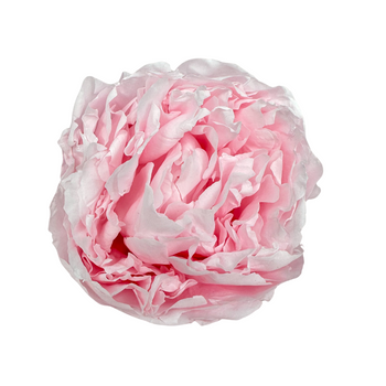 Preserved peony light pink 4 pcs.