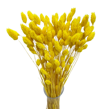 Phalaris dried yellow - canary grass - 80 pcs.