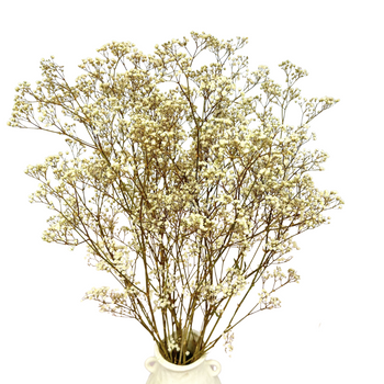 Stabilized natural gypsophila - bouquet