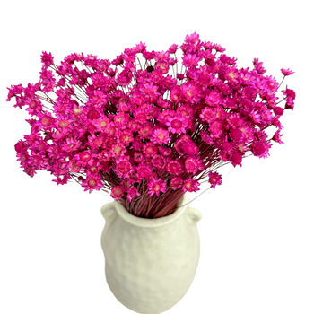 Dried glixia fuchsia - dried flowers 50g